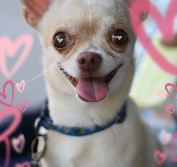 Paramos akcija gyvūnams