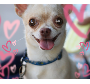 Paramos akcija gyvūnams