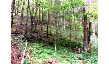 Virbališkių piliakalnis, Ringaudų  sen.